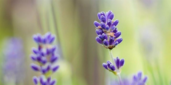 *Essential Herbs Everyone Should Keep in their Medicine Cabinet