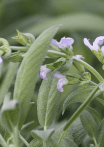 Spanish sage flowers and leaves