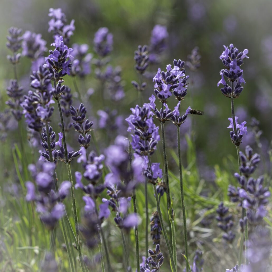 Picture of multiple stalks of lavender with beautiful purple flowers arranged in cluster heads