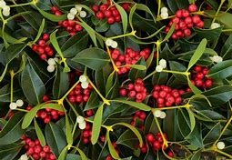 Talk: Plants of The Winter and Summer Solstices