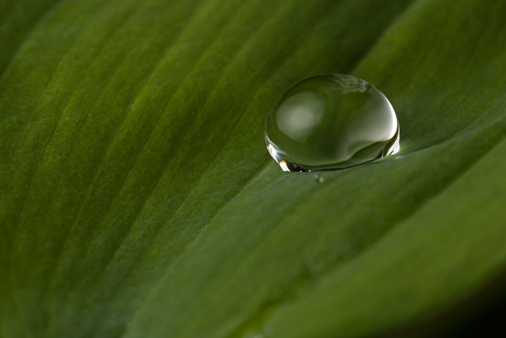 leaf, rain, nature, close up, botany, macro, leaf, leaf, rain, rain, rain, rain, rain