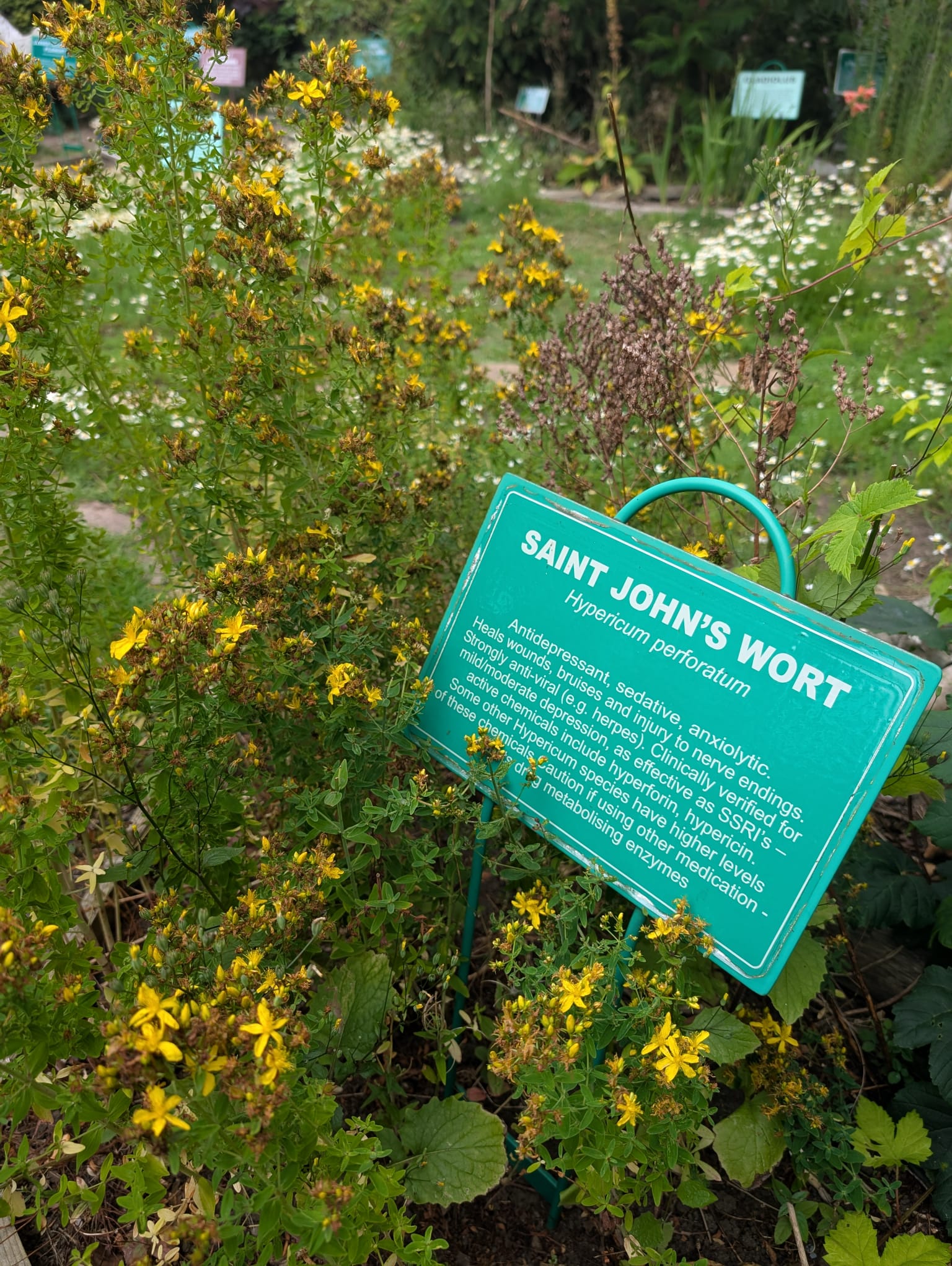 Herb of the Month: St John's Wort & Calendula