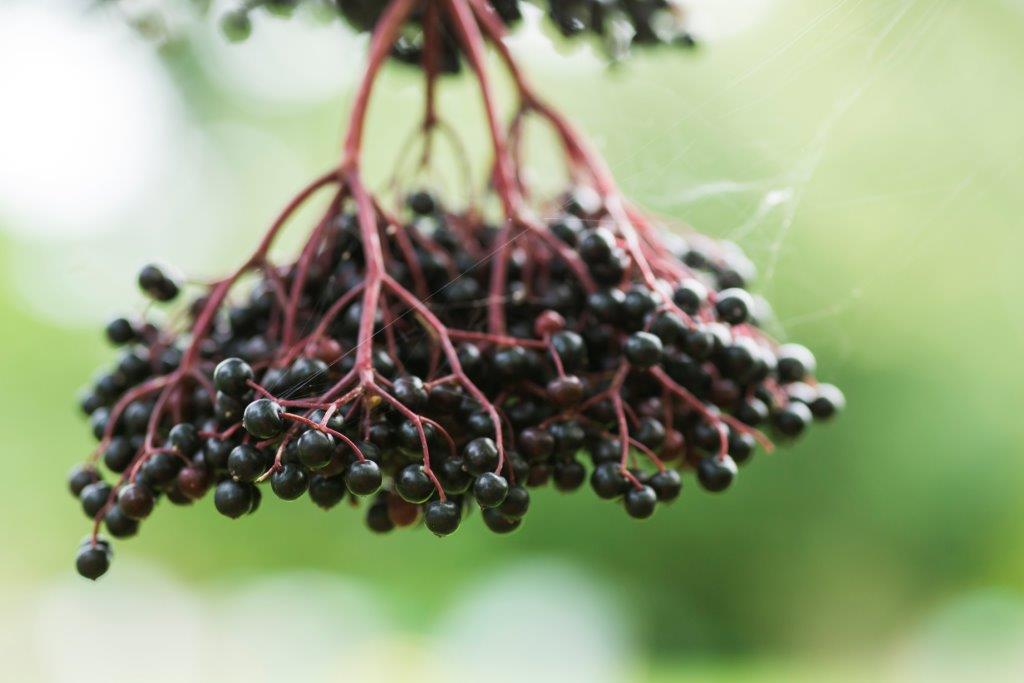 *Herbs for the Common Cold