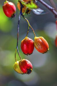 crataégus, hawthorn, berries, flora, twig, autumn, macro, vegetation, bokeh, close-up, red, crataégus, hawthorn, hawthorn, hawthorn, hawthorn, hawthorn