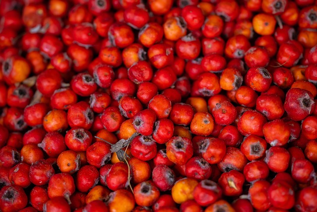 hawthorn, hawthorn berries, quickthorns, thornapples, hawberries, fruits, berries, hawthorn, hawthorn, hawthorn, hawthorn, hawthorn