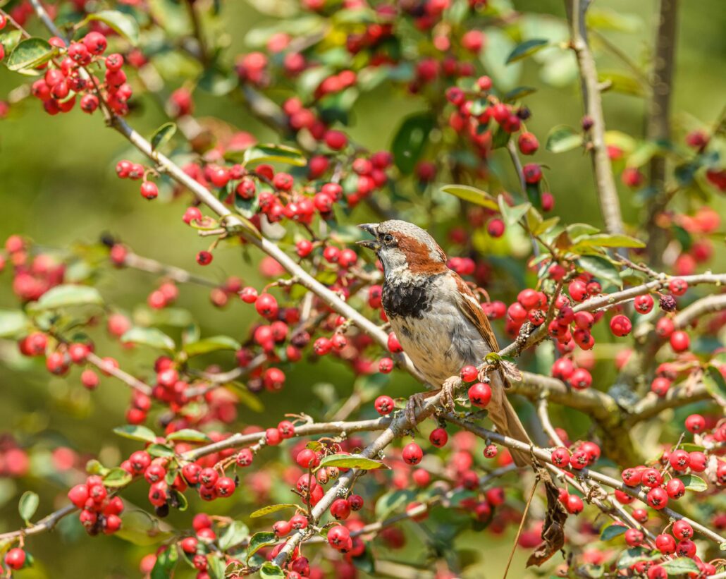A sparrow perches amidst vibrant red rowanberries, showcasing nature's beauty.