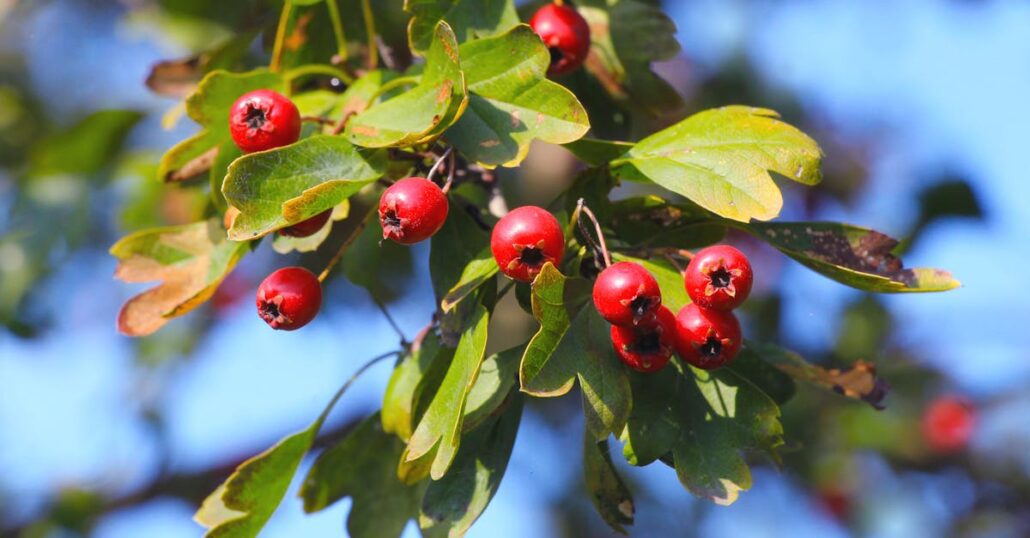 Close-up of red hawthorn berries with green leaves against a sunny blue sky.