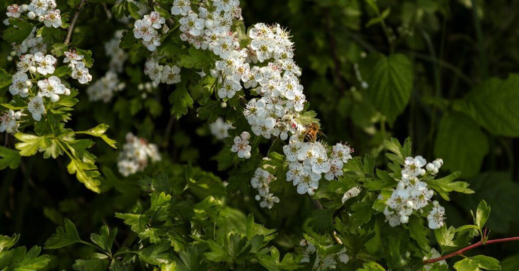 Delicate white hawthorn flowers and a bee in a lush green environment, capturing spring's essence.