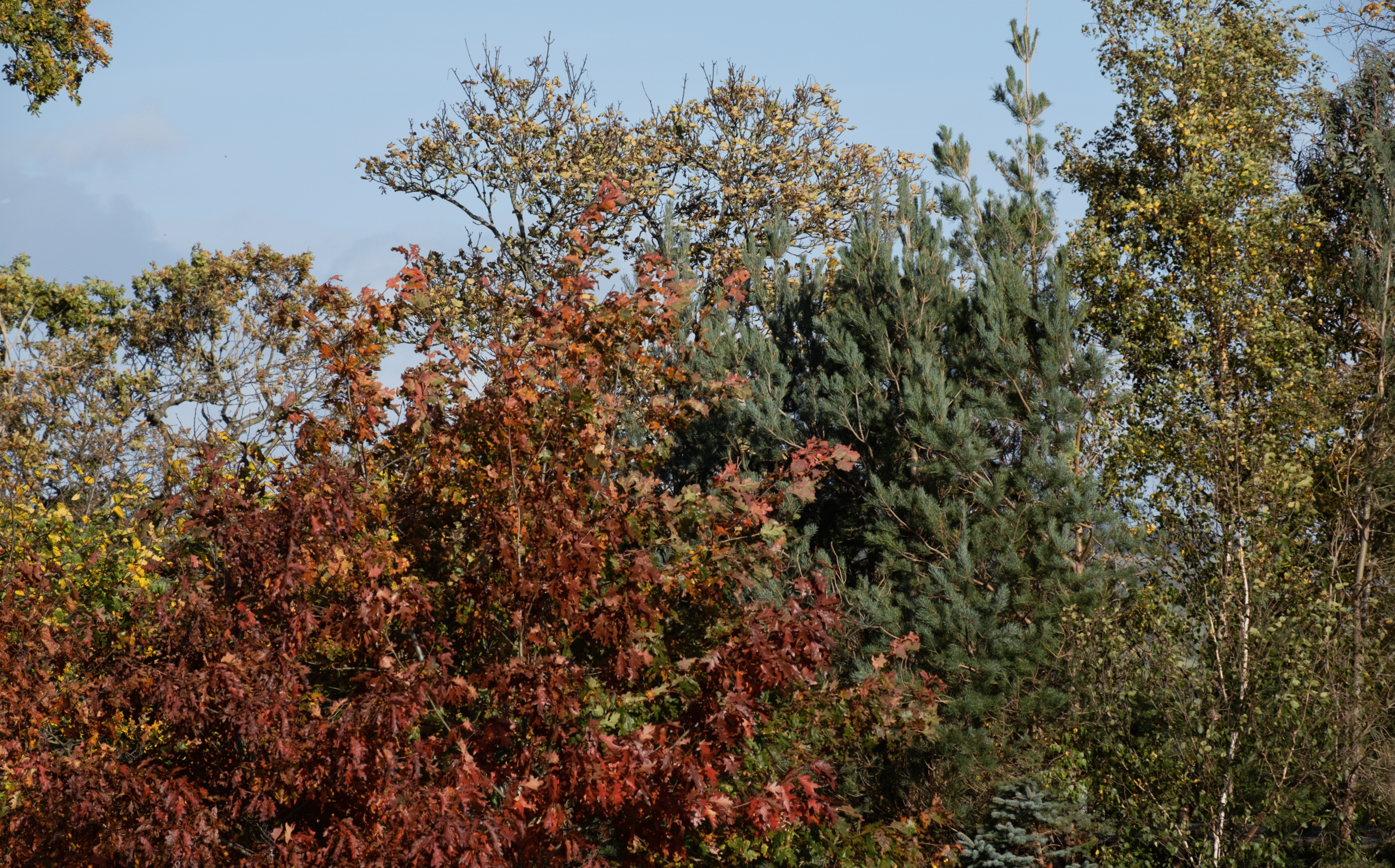 Autumn Magic at the Physic Garden for Half Term: The Wandmaker's Trail
