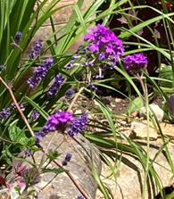 Guest Workshop: The user-friendly guide to happiness through a relationship with nature