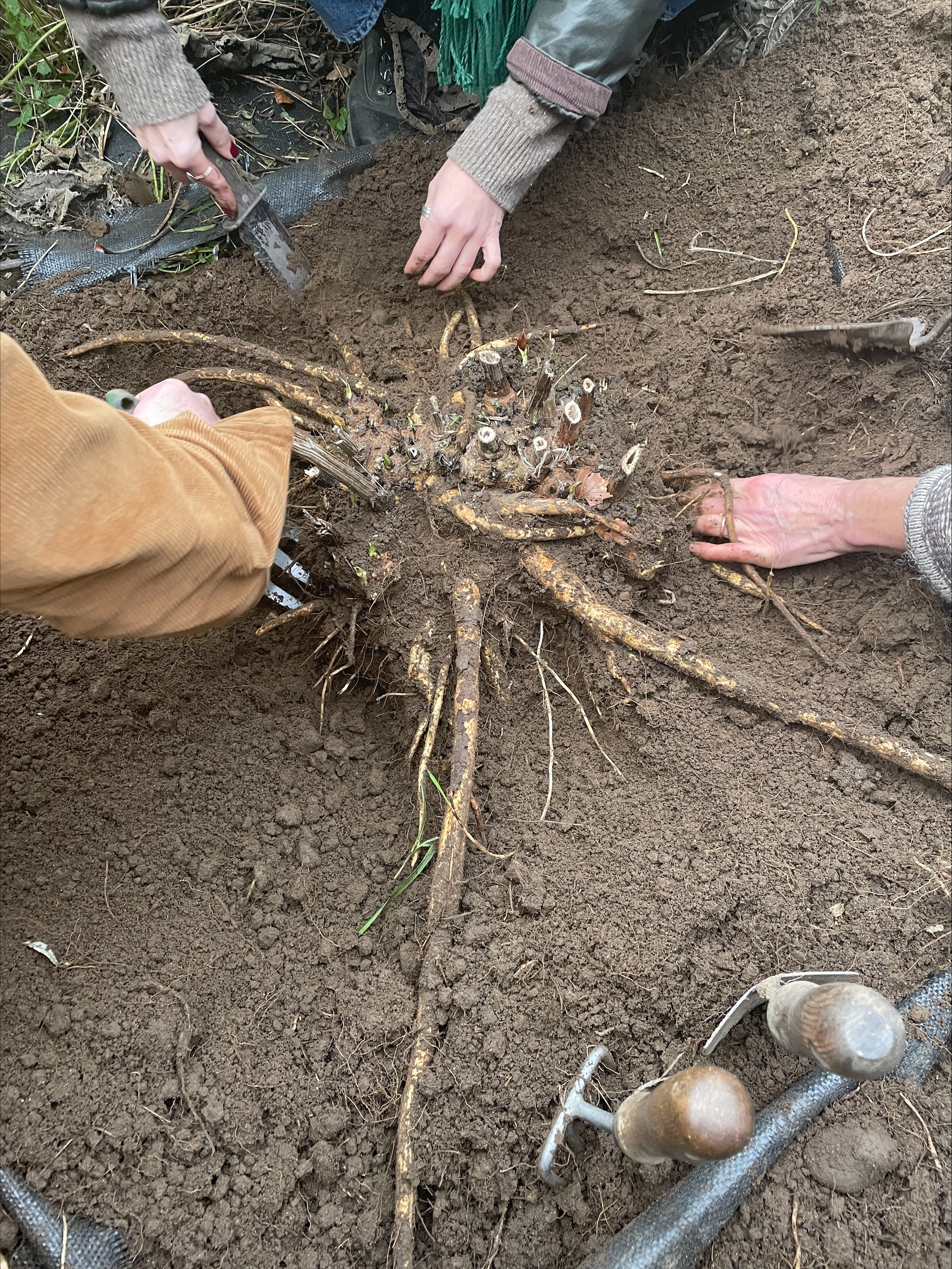 Working for Gardeners Roots Day at Dilston Physic Garden