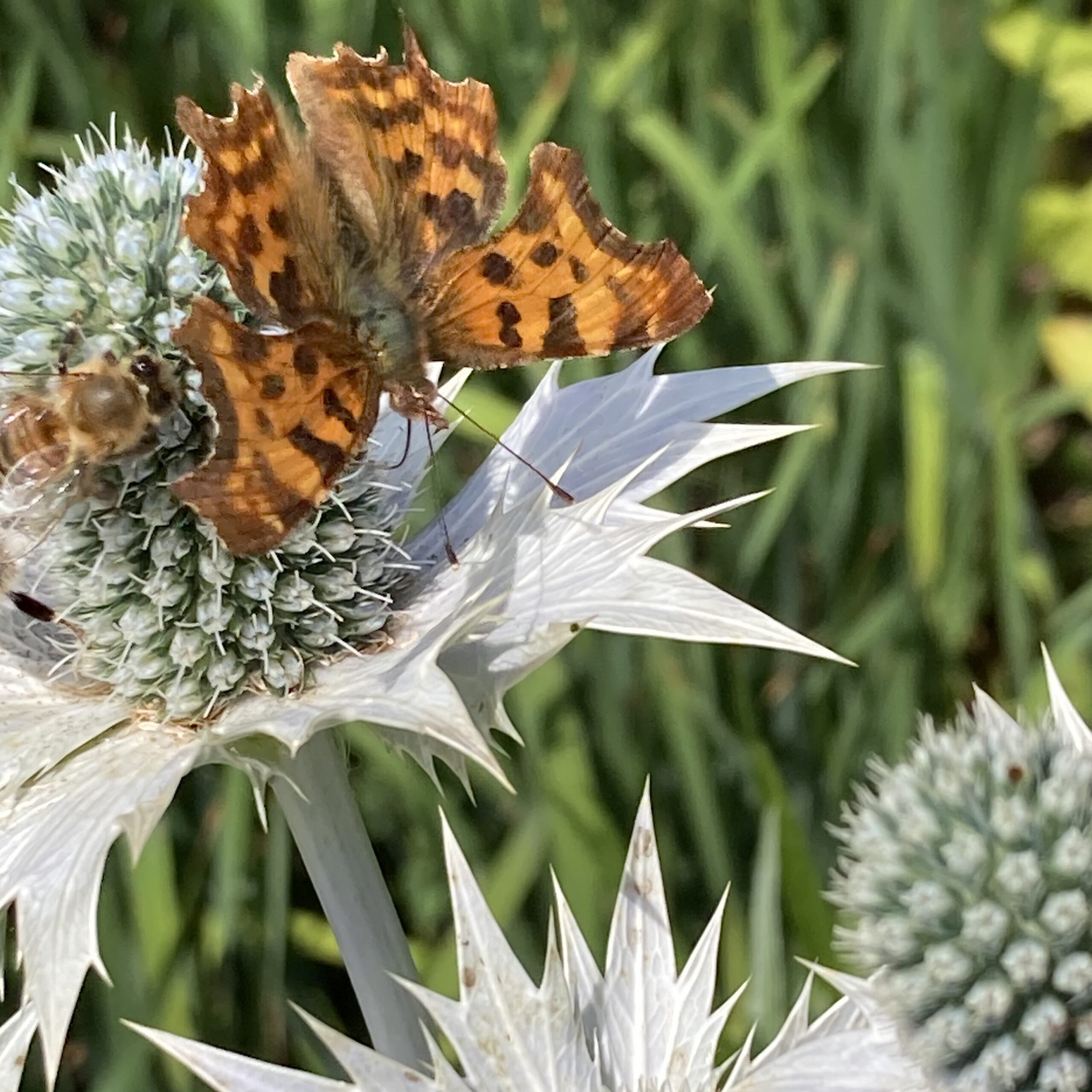 Guest Workshop: Nature's answers to midlife stress and burnout, with Juno Quaintrell