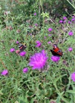 Guest Workshop: Be a wild wisewoman for a day! with Juno Quaintrell