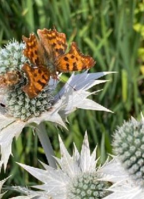 Guest Workshop: What the land is telling you about your purpose, with Juno Quaintrell