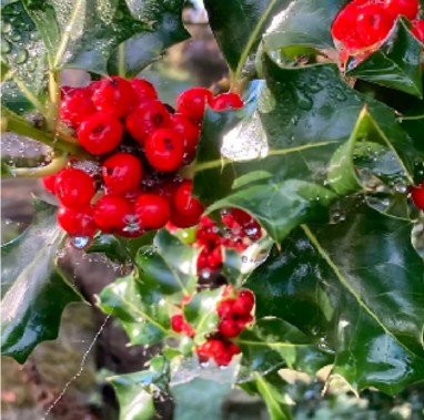 Guest Workshop: Turning inward: a nature-centred workshop on darkness, depth and the gifts of the shadow, with Juno Quaintrell