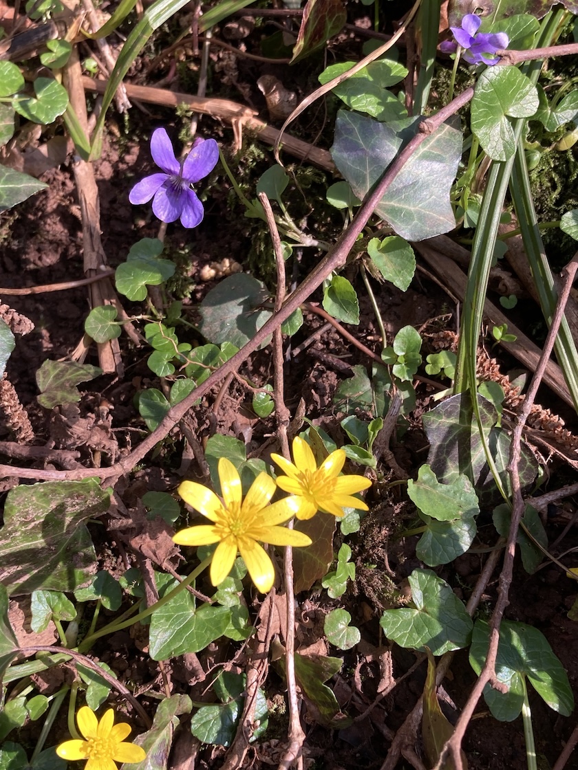 Guest Workshop: The Green Season: Celebrating Spring, Herbs and New Beginnings, with Juno Quaintrell