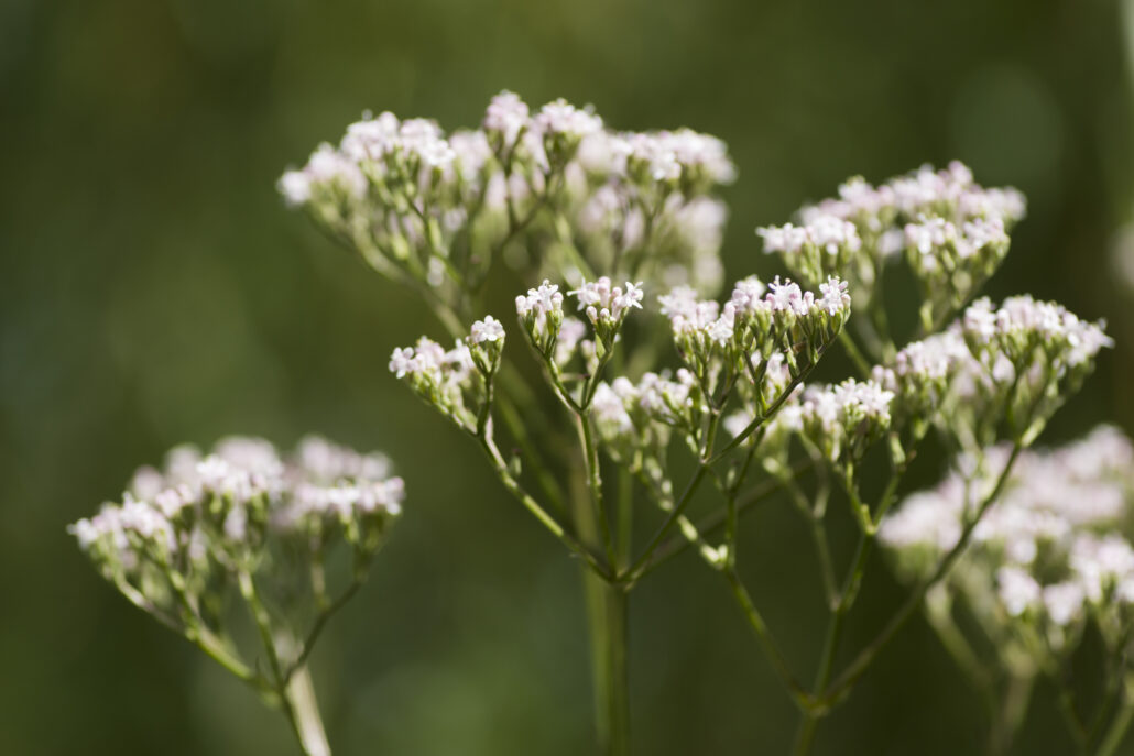Valerina flower heads, white and pale pink clusters