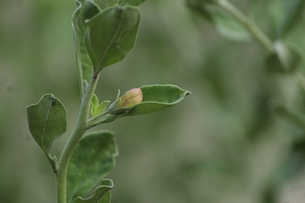 Detailed macro image of a budding plant showing green leaves and natural growth.