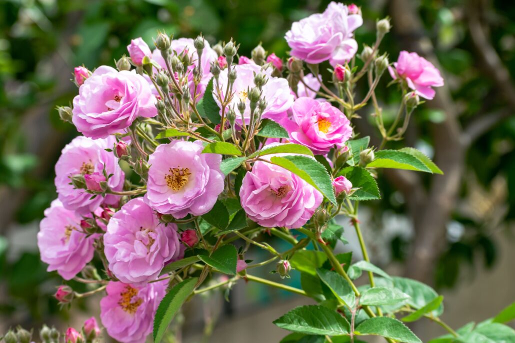 Vivid pink damask roses in full bloom on a sunny spring day.